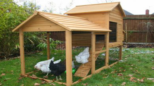 Urban Chickens