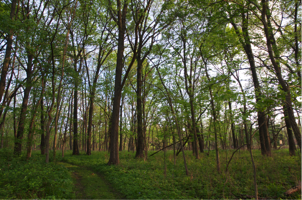 Natural Areas