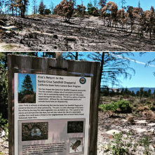 Henry Cowell SP Near Observation deck