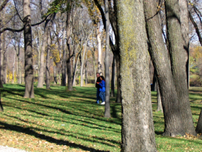 Tree Canopy