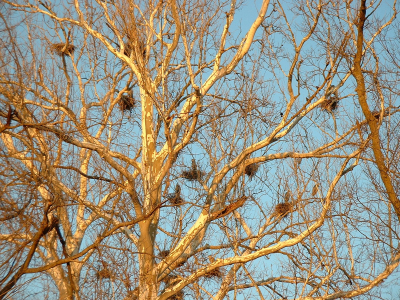 Great Blue Heron Rookery