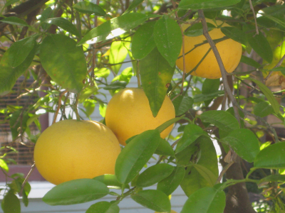 Plant Edible Orange, Grapefruit and Pecan Trees Around Phoenix