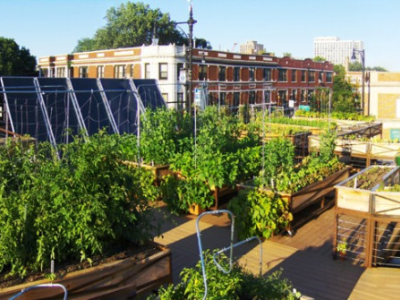 Public Rooftop Gardens on City Buildings