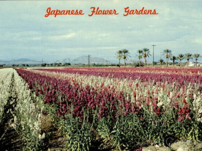 Honor the History of the Baseline Rd Japanese Flower Gardens