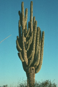 Plant 100 Saguaro's in Downtown & Capital Mall