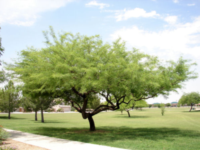 Expand the APS Shade Tree Program