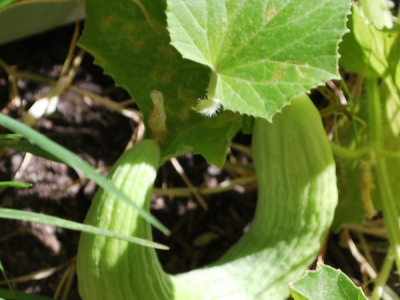 Edible Public Landscaping