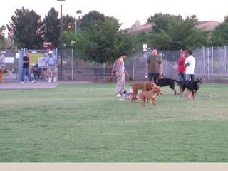 More Trees at Dog Parks