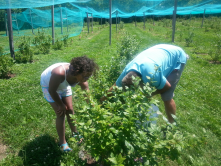 Fresh Food, Farmers Markets You Pick Farms in the heart of the City. 