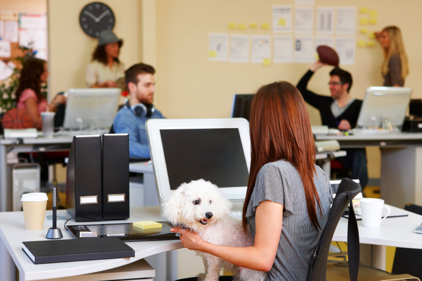 Q08: Woof! Should tomorrow's firm allow pets in the office?