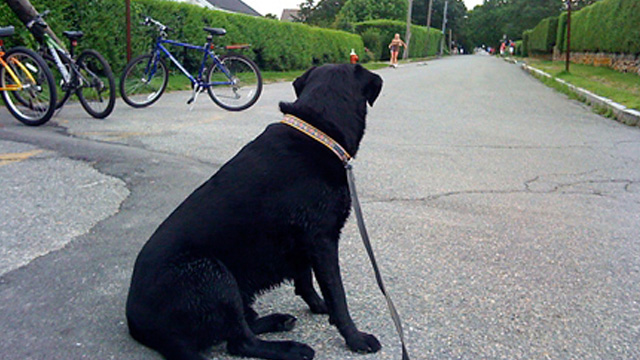 Dog Park