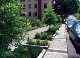 This photo shows a linear feature that filters stormwater, functioning as the 'tree lawn' for adjacent development.