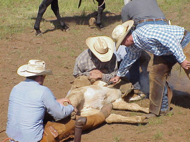 Real working cowboy demonstrations