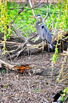Great Blue Heron in the lagoon at Indian Boundary Park [Photo credit: Dan Miller]