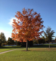 City Center Park is an a terrific place to walk while enjoying nature.  I love the pet-friendly atmosphere.