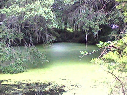 A pond in Airlie Gardens