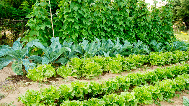 A Sustainable Community