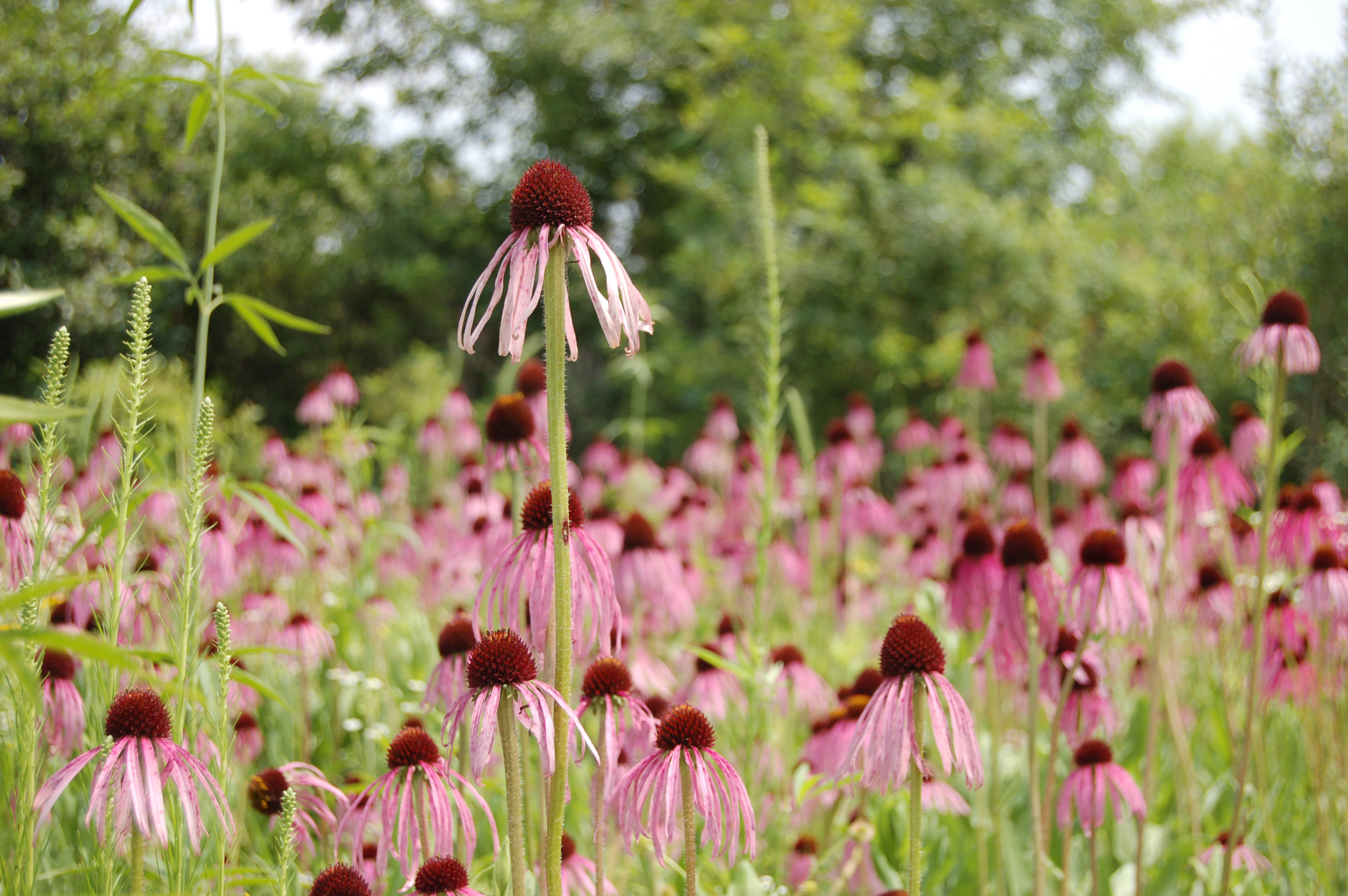 Nature Centers at the Forest Preserves