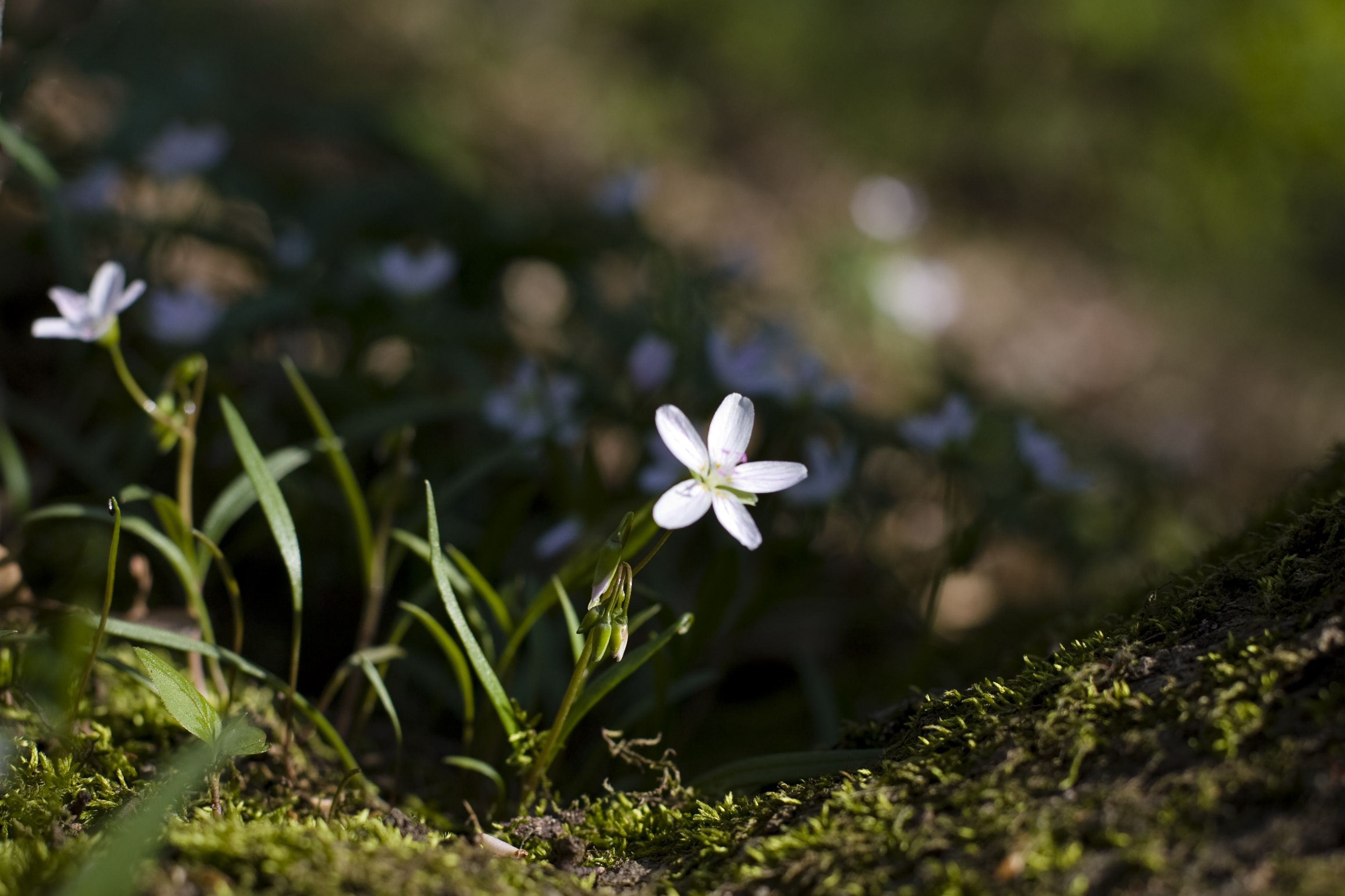 Spring activities at the Forest Preserves