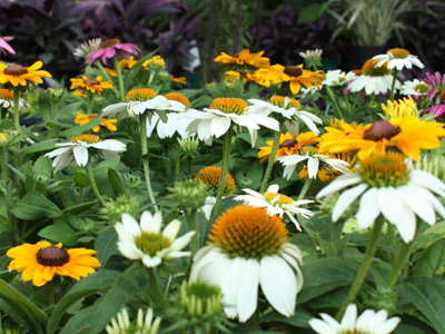 Native-only Community Gardens