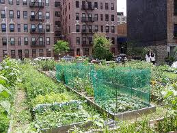 Community Gardens in Downtown Fort Worth