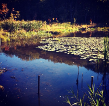 The Arboretum is very underrated. More people should go in there!