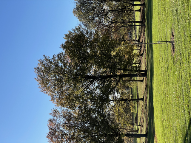 South Rec looking toward the new trail