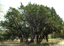 TREES. Native Texas trees are beautiful in their own right. They also survive without the city having to water them.