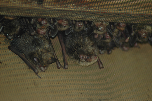 Bats at NS: Encourages people to make their property wildlife friendly. Great opportunity to see bats. 