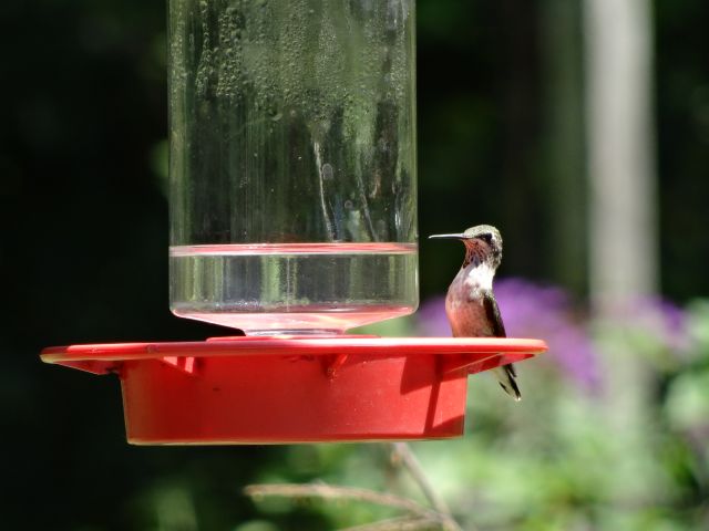 Hummingbird Fest at Nature Station: my favorite event. Quite the spectacle!