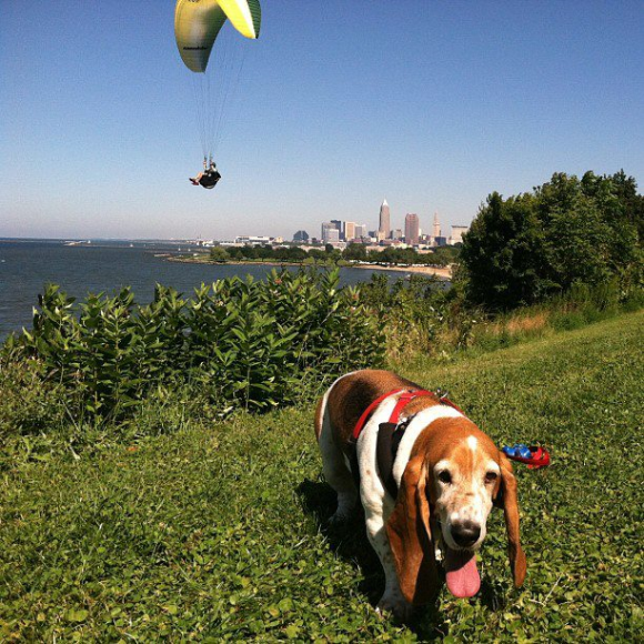 My dog Libby enjoying a summer day at Edgewater.