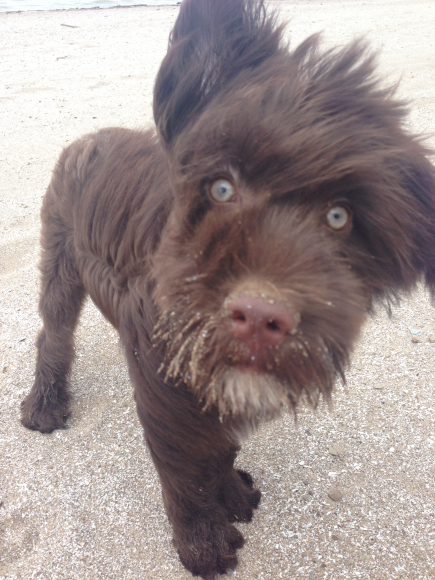 A windy day for some beach exploration.
