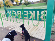 Walking my dogs at Edgewater