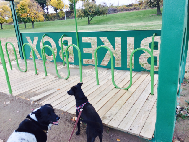 Walking my dogs at Edgewater