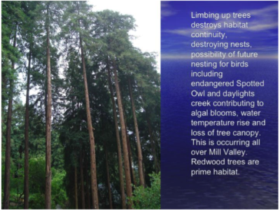 Tree ordinance