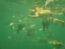 Hens and Chickens Reef off Islamorada. 