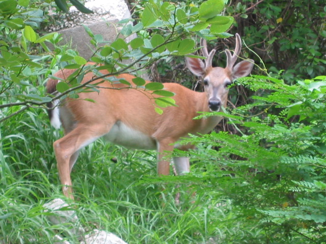 young buck on Upper Sugarloaf Key