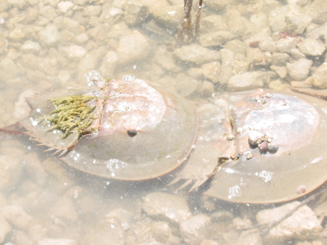 mating horseshoe crabs on Upper Sugarloaf Key
