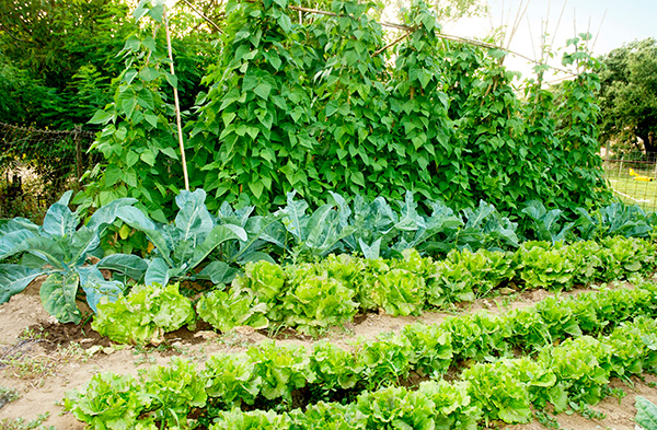 The community vegetable garden is a great asset to the community!