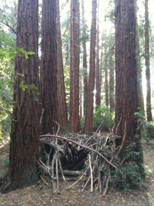 Redwood forts on Big Trees Trail, Joaquin Miller Park.