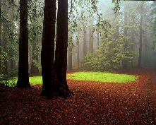 I love walking in Redwood Regional Park. It is so close to home, but feels so far away.