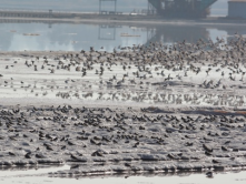 Crystallizer pond along Seaport Boulevard - this is a great place to see thousands of shorebirds! Photo from Jan 2014