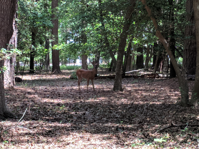 Deer in Central Park on July 13, 2018
