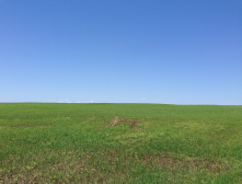 Meadows - as in this one along the Salado Creek Greenway. Coordinate mowing schedule to avoid mowing during pollination