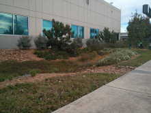 Rain garden for on-site storm water management.