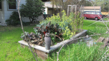 Eating locally from our own yard by raised bed gardening! We also have native fruit trees and a grape vine:)!