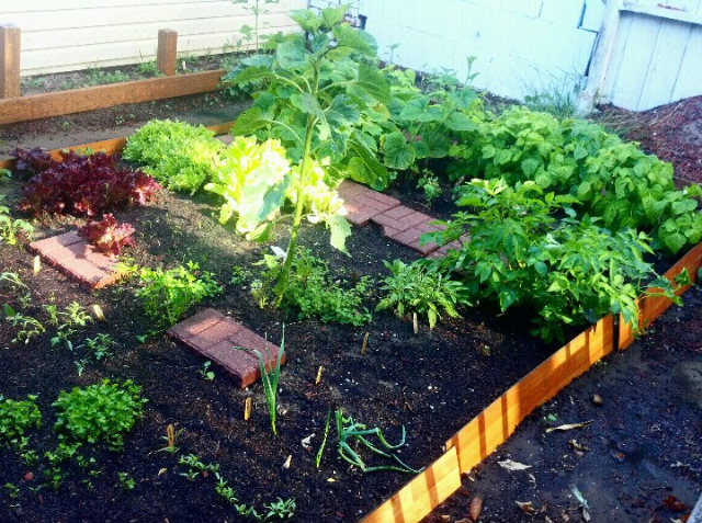 I'm thankful for all the delicious food I get to grow in my garden!