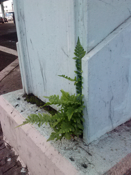 That nature finds a way.