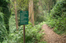 Mount Sutro Openspace Reserve. This is the trailhead at the end of Edgewood Ave. for the Edgewood Trail.