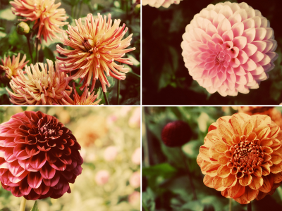 Dahlia Dell in Golden Gate Park